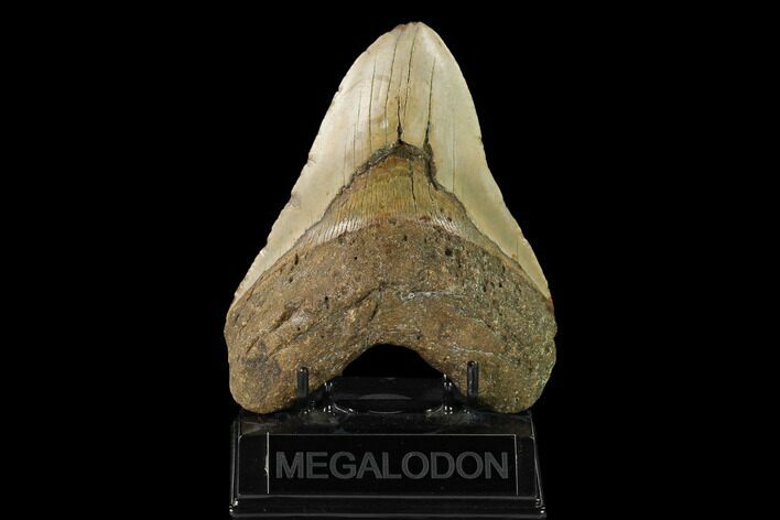 Fossil Megalodon Tooth - North Carolina #147518
